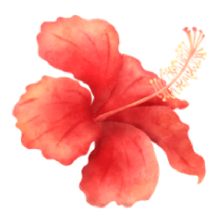 hibiscus 3d